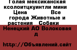 Голая мексиканская ксолоитцкуинтли мини › Цена ­ 20 000 - Все города Животные и растения » Собаки   . Ненецкий АО,Волоковая д.